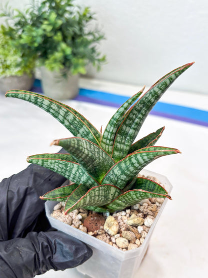 Sansevieria Samosir (#Ba74) | Imported Hybrid Species