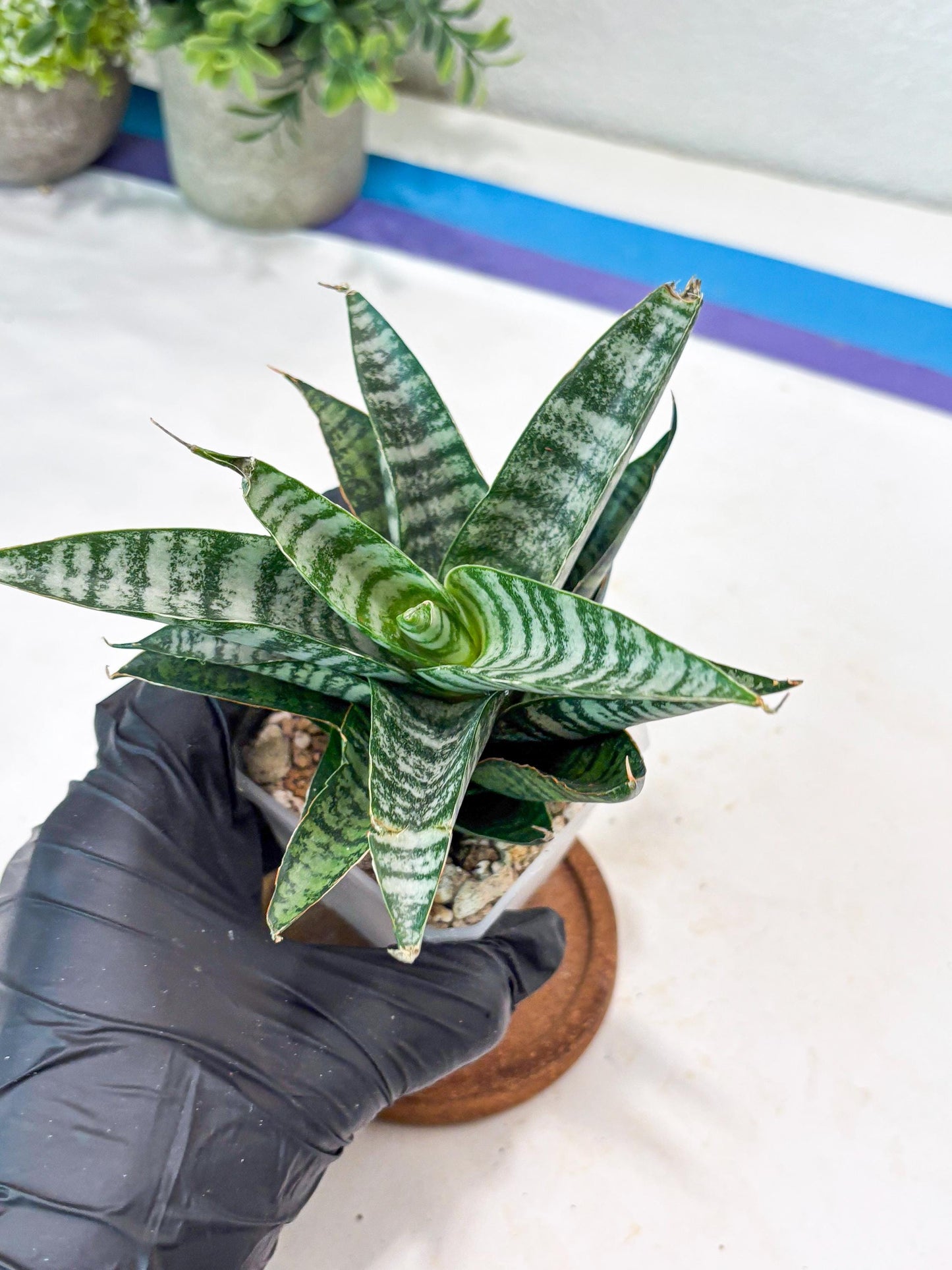 Sansevieria Widi (#Ba75) | Imported Hybrid Species