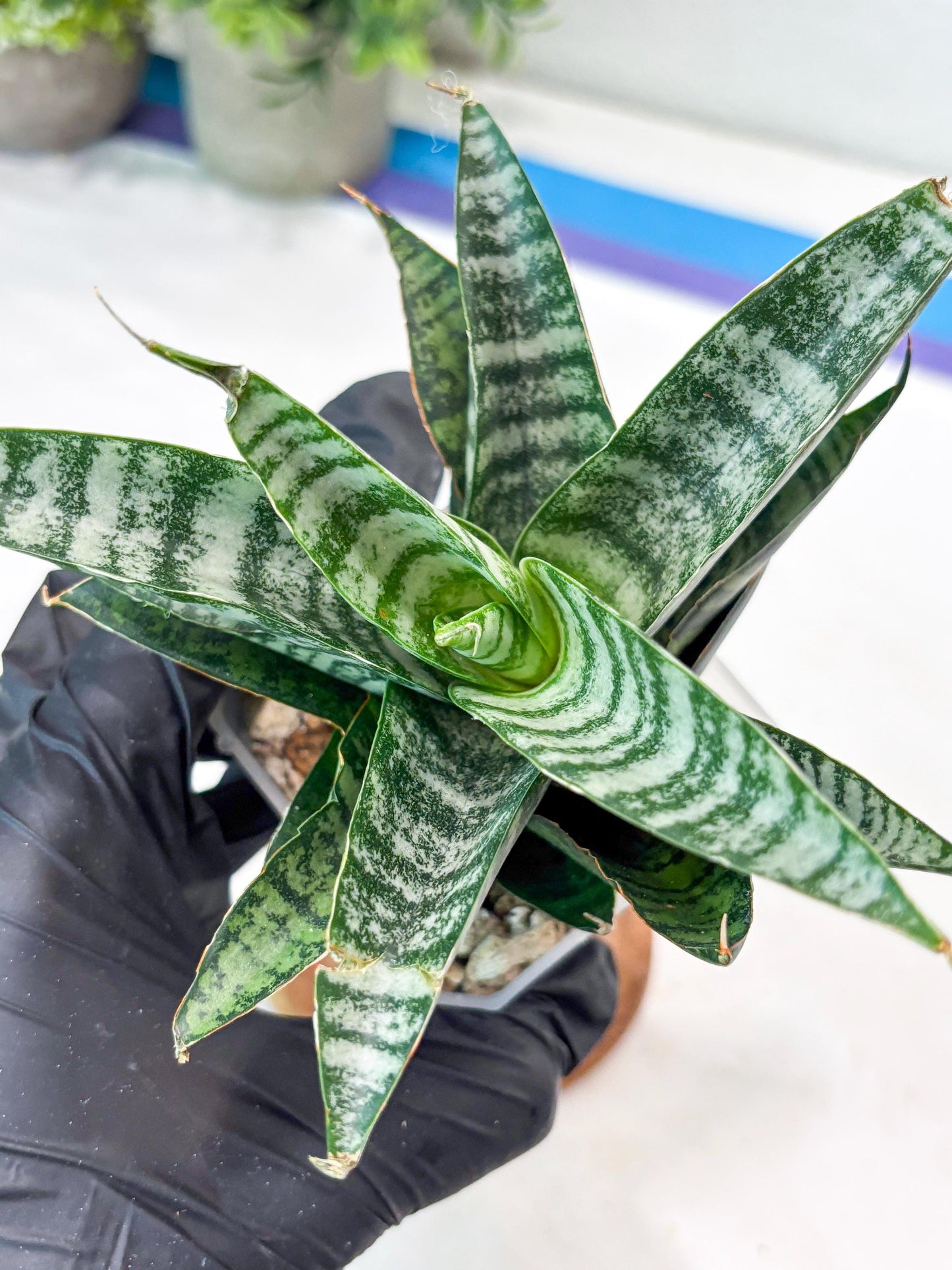 Sansevieria Widi (#Ba75) | Imported Hybrid Species