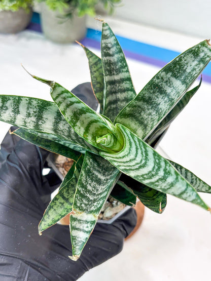Sansevieria Widi (#Ba75) | Imported Hybrid Species