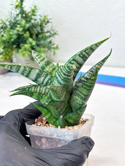 Sansevieria Widi (#Ba75) | Imported Hybrid Species