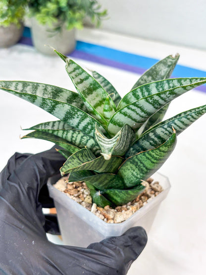 Sansevieria Widi (#Ba75) | Imported Hybrid Species