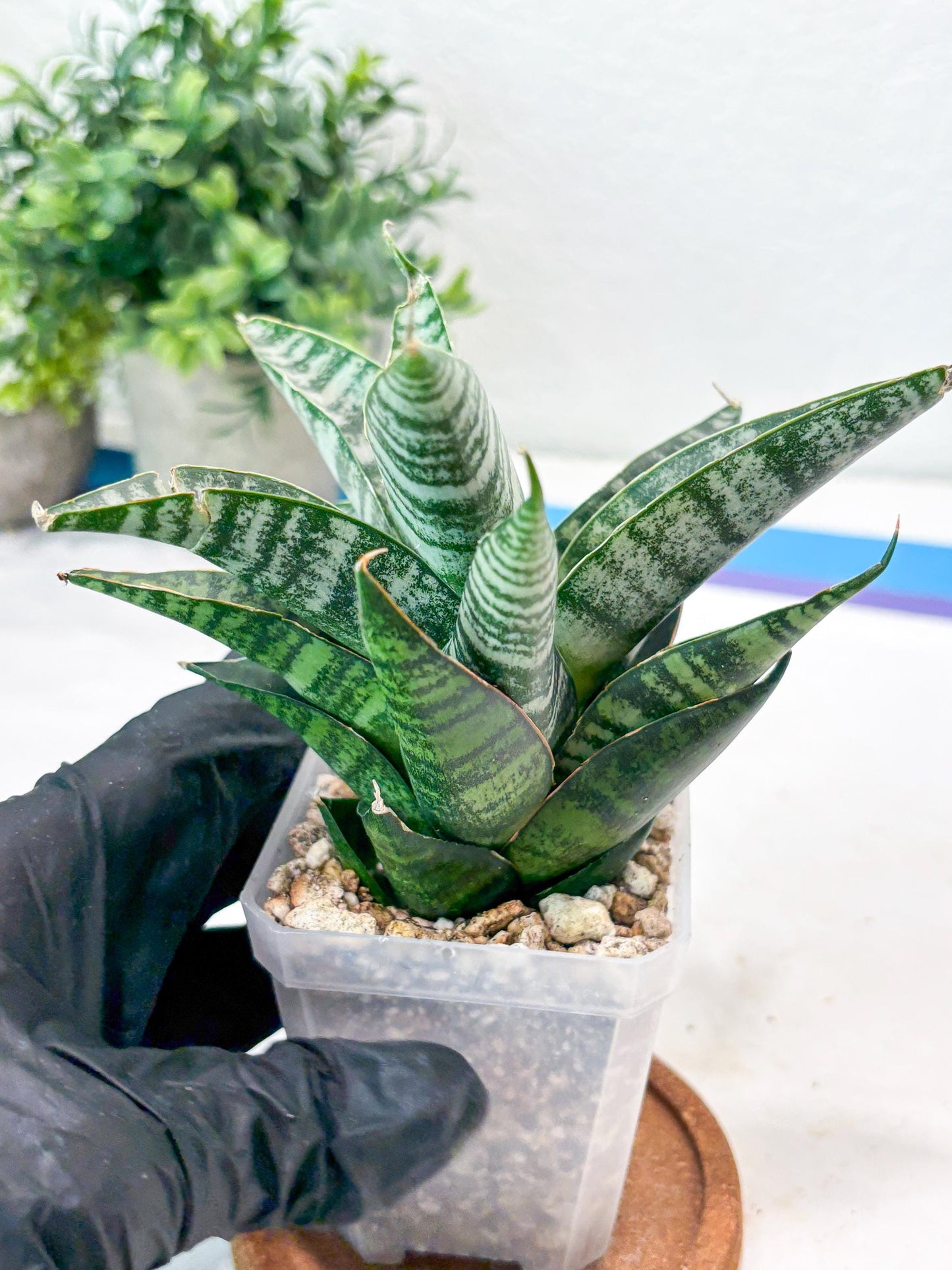 Sansevieria Widi (#Ba75) | Imported Hybrid Species