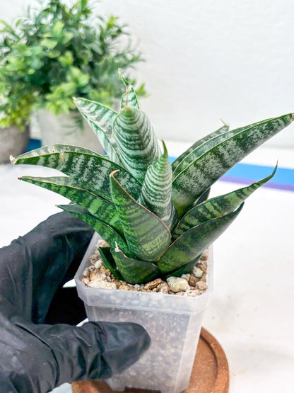 Sansevieria Widi (#Ba75) | Imported Hybrid Species