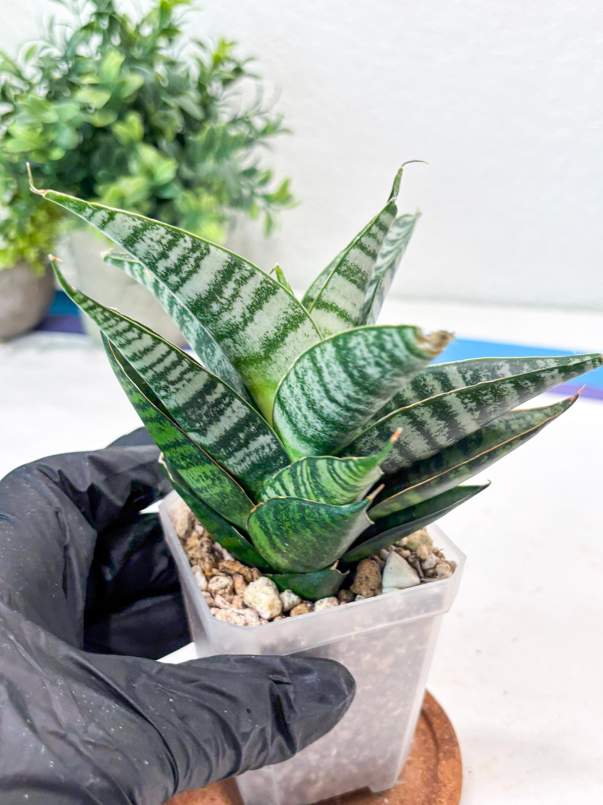 Sansevieria Widi (#Ba75) | Imported Hybrid Species