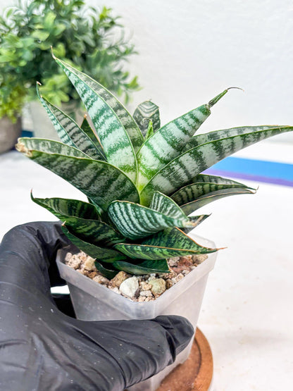 Sansevieria Widi (#Ba75) | Imported Hybrid Species