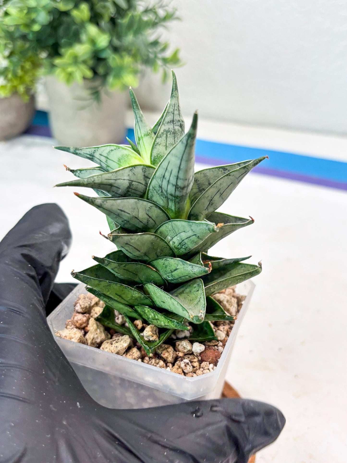 Sansevieria Zora (#Ba76) | Rare Snake Plant