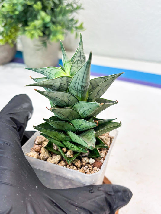 Sansevieria Zora (#Ba76) | Rare Snake Plant