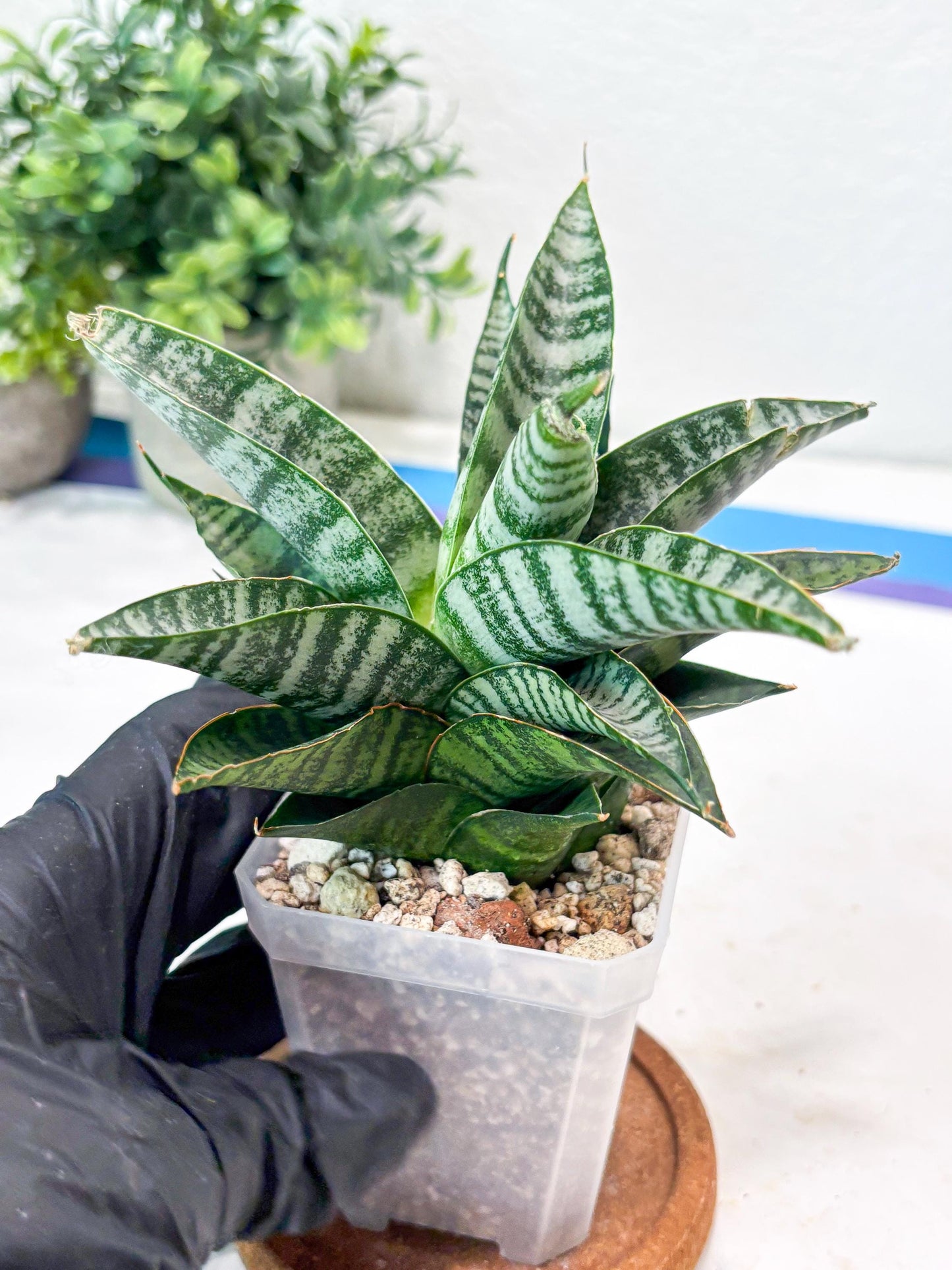 Sansevieria Widi (#Ba75) | Imported Hybrid Species