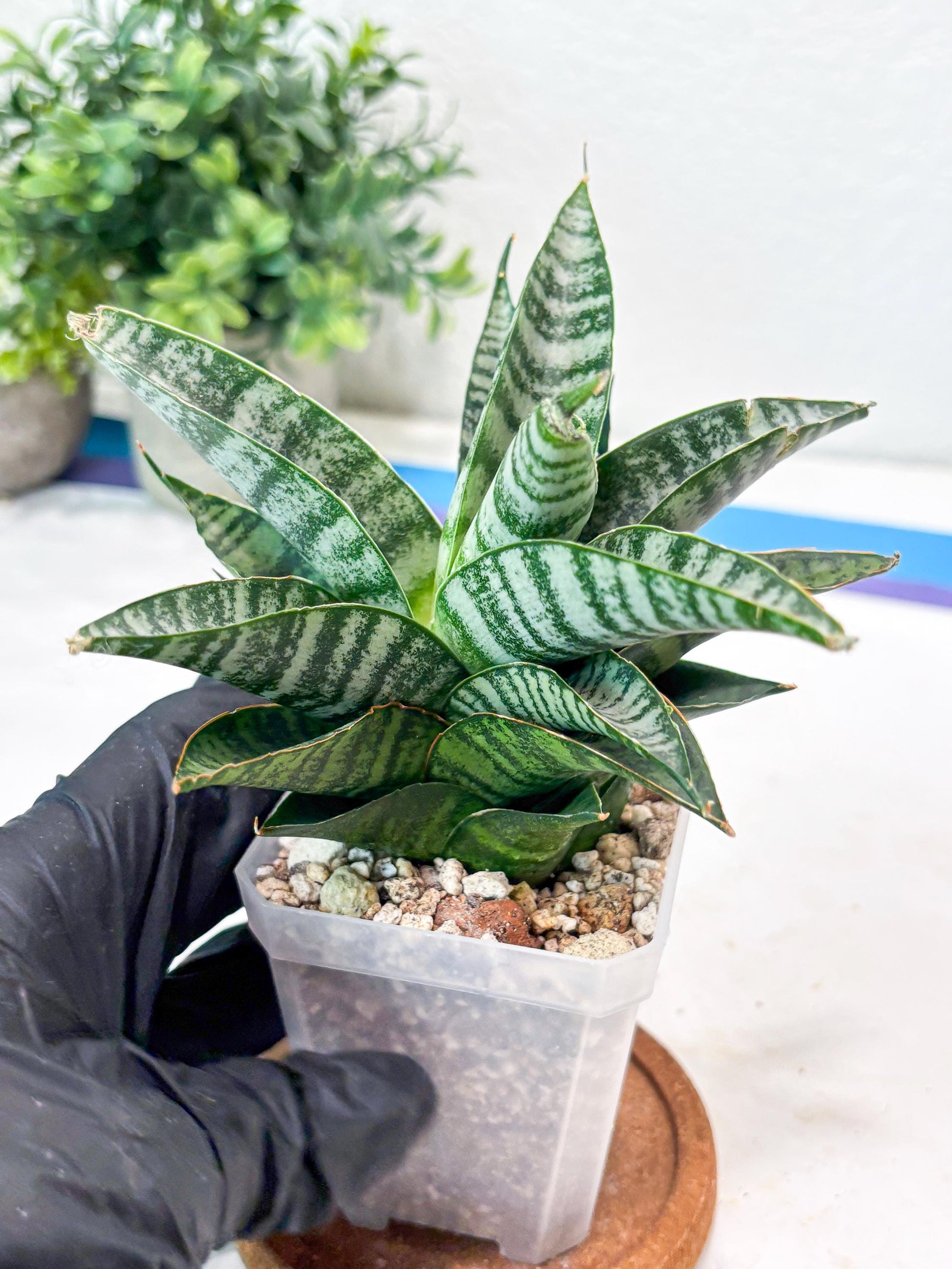 Sansevieria Widi (#Ba75) | Imported Hybrid Species
