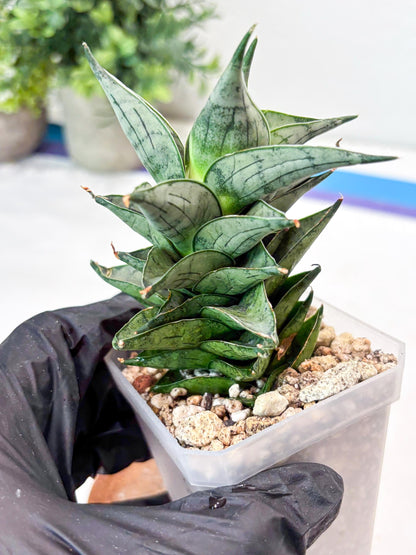 Sansevieria Zora (#Ba76) | Rare Snake Plant