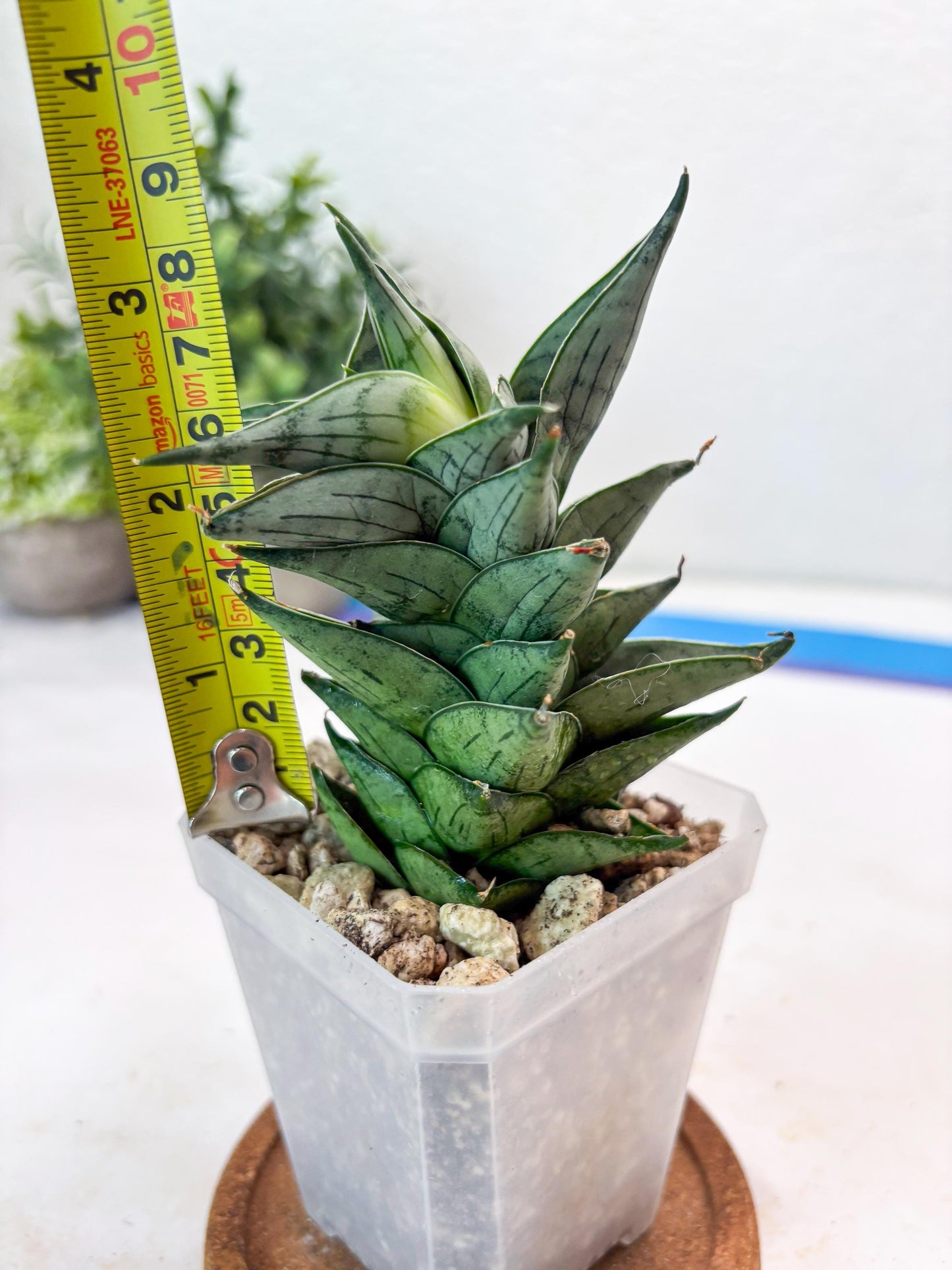 Sansevieria Zora (#Ba76) | Rare Snake Plant