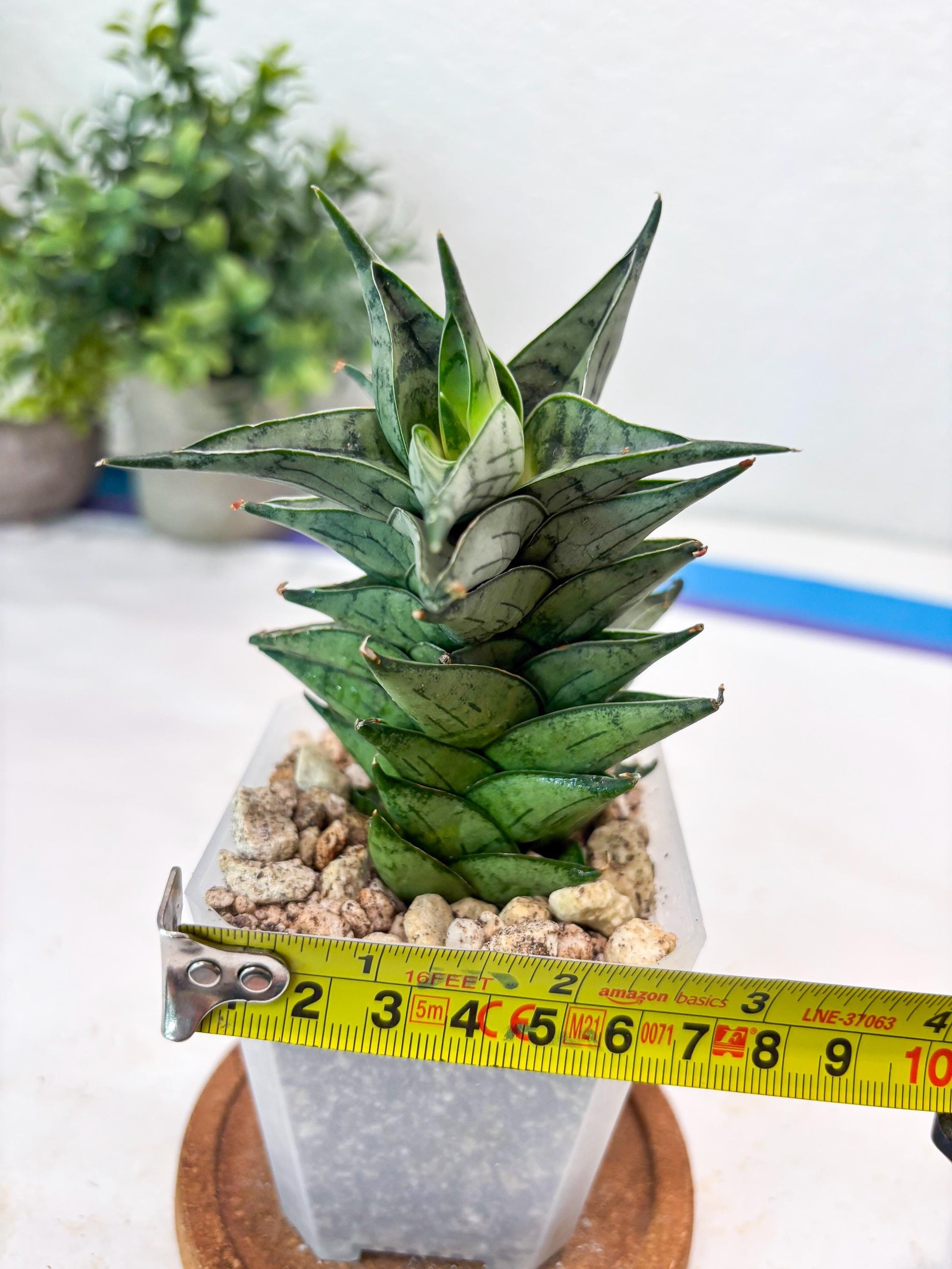 Sansevieria Zora (#Ba76) | Rare Snake Plant