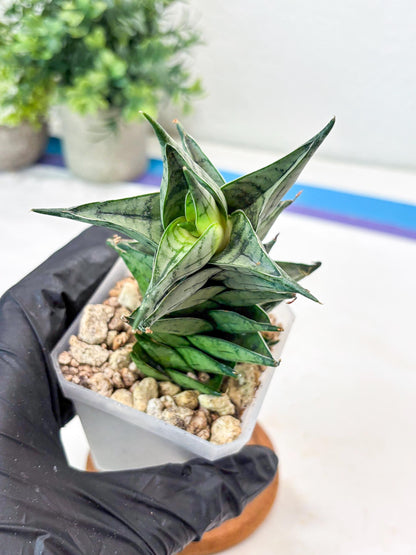 Sansevieria Zora (#Ba76) | Rare Snake Plant