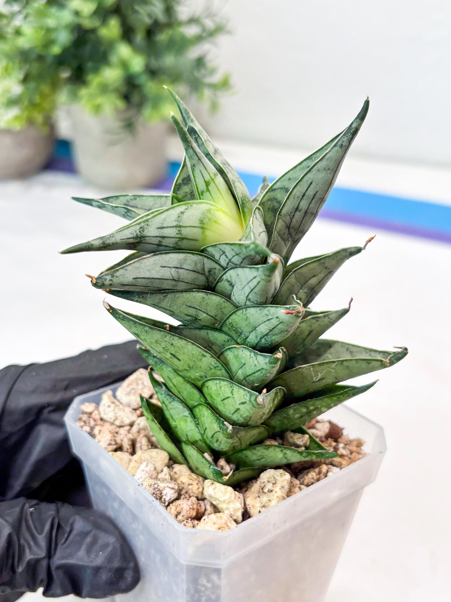 Sansevieria Zora (#Ba76) | Rare Snake Plant