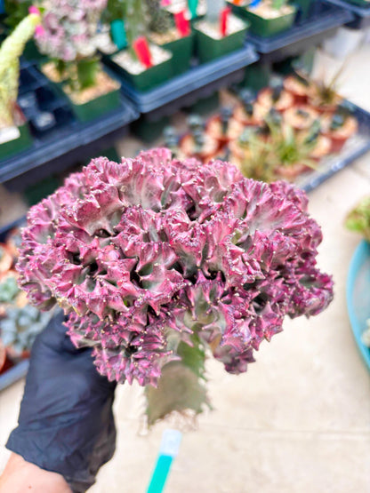 Large Lactea Crested Grafted (#1) | You get the exact Plant!!!!