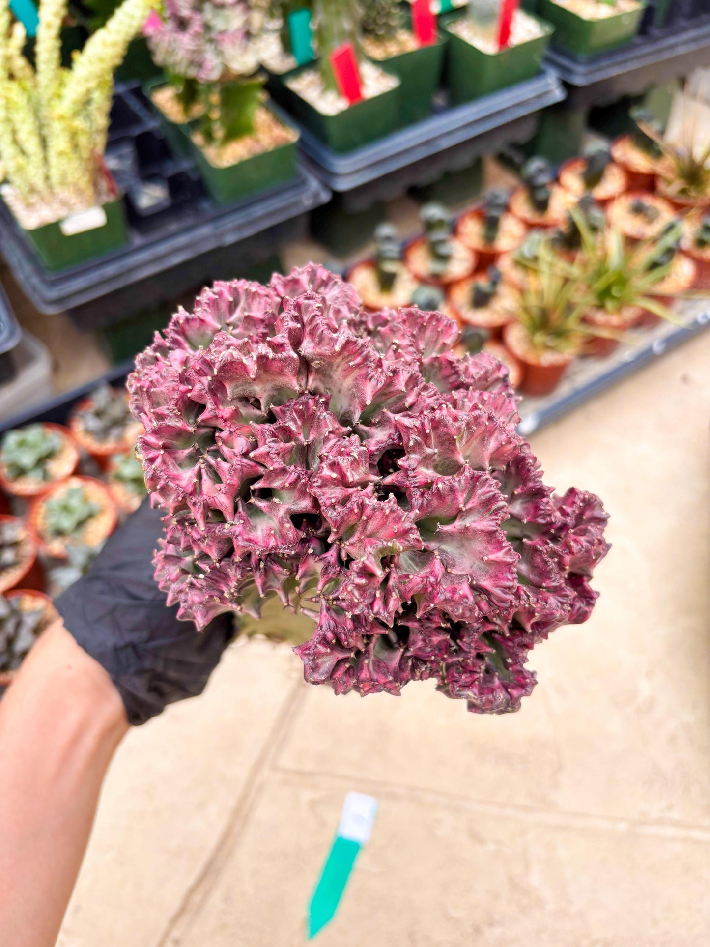 Large Lactea Crested Grafted (#1) | You get the exact Plant!!!!