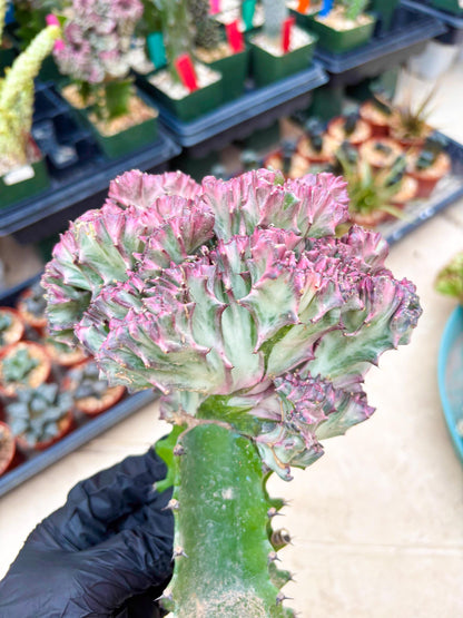 Large Lactea Crested Grafted (#1) | You get the exact Plant!!!!