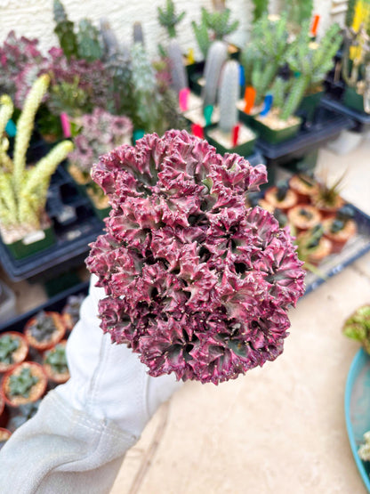 Large Lactea Crested Grafted (#1) | You get the exact Plant!!!!