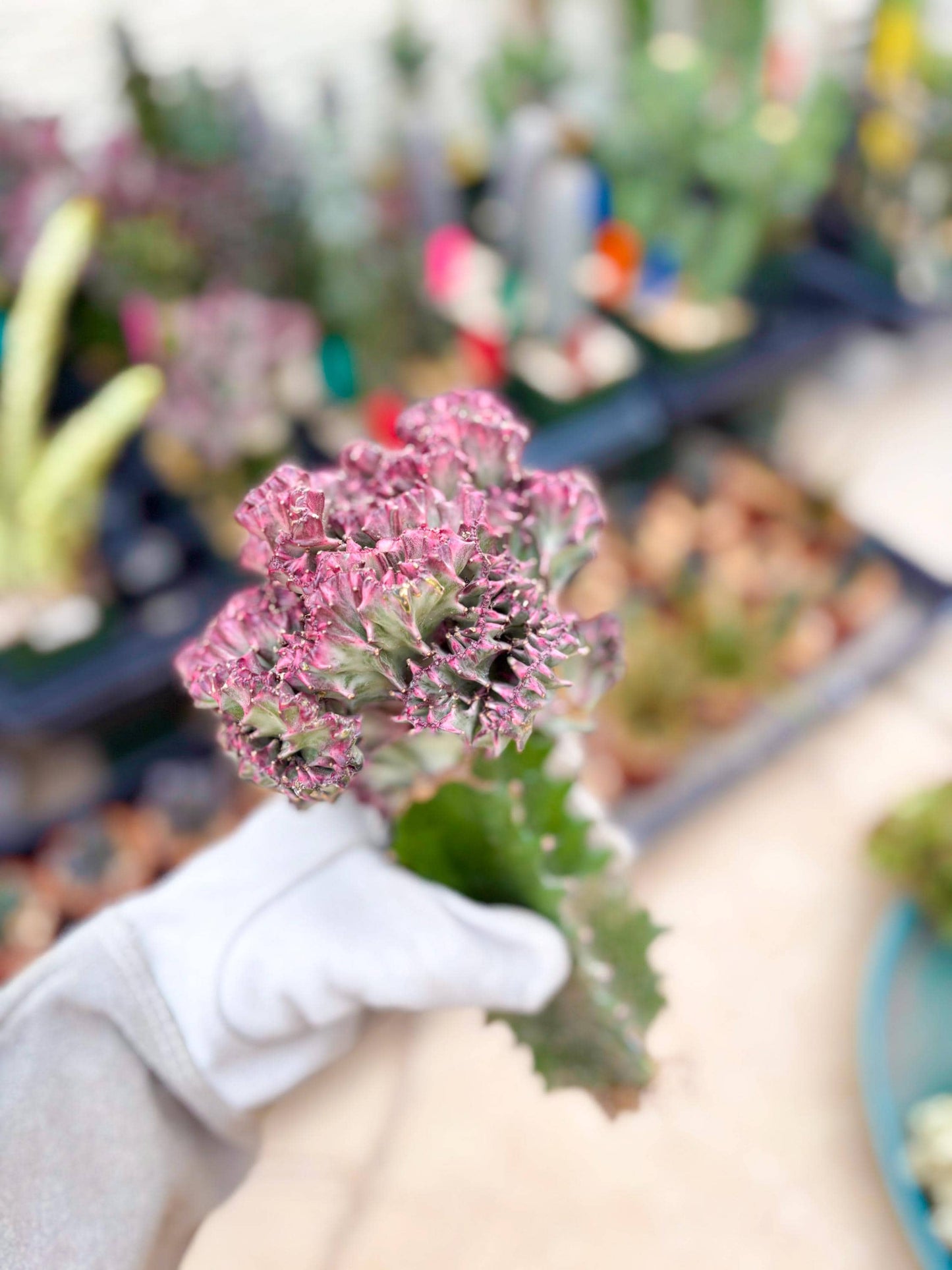 Large Lactea Crested Grafted (#1) | You get the exact Plant!!!!