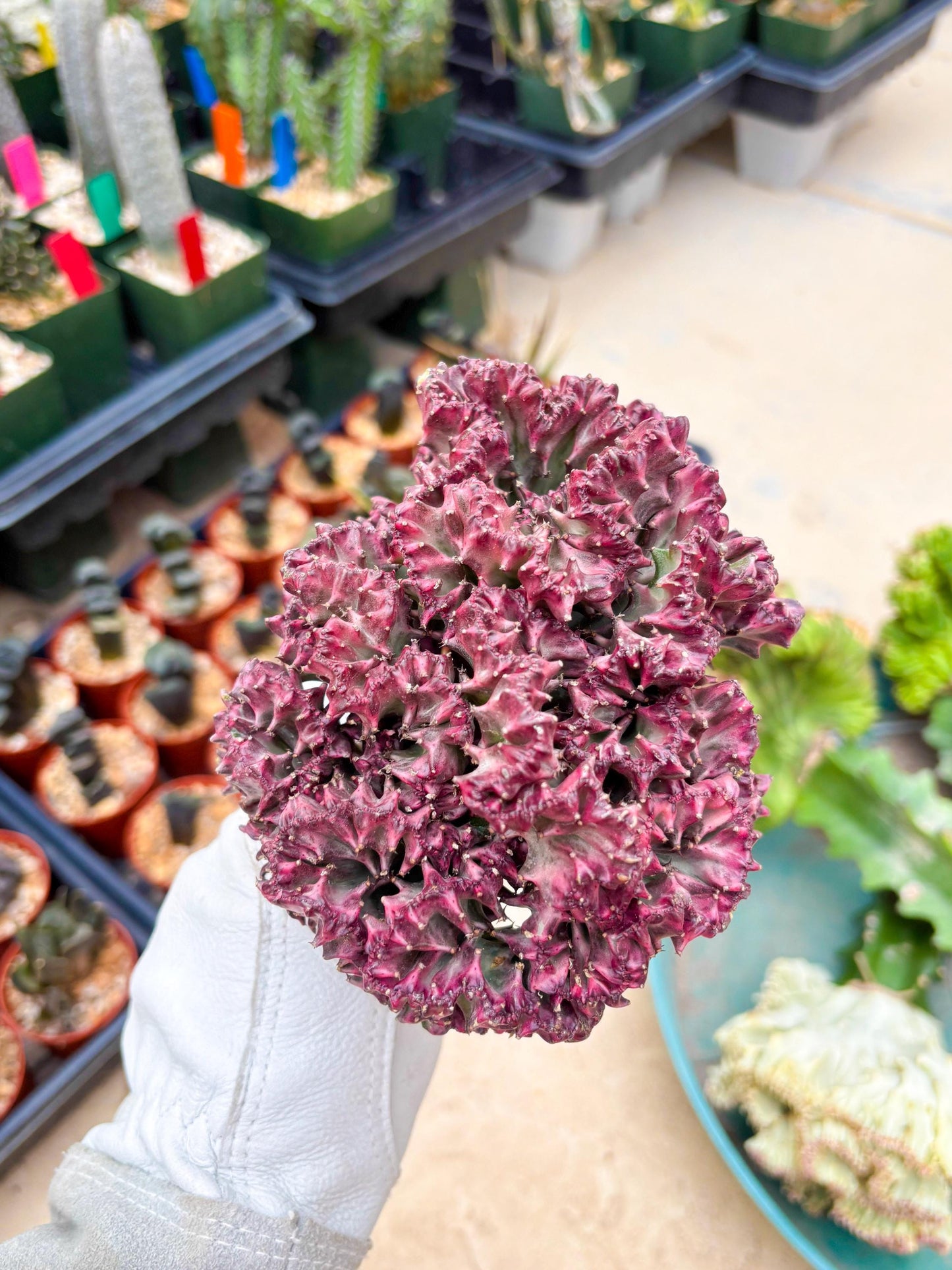 Large Lactea Crested Grafted (#1) | You get the exact Plant!!!!