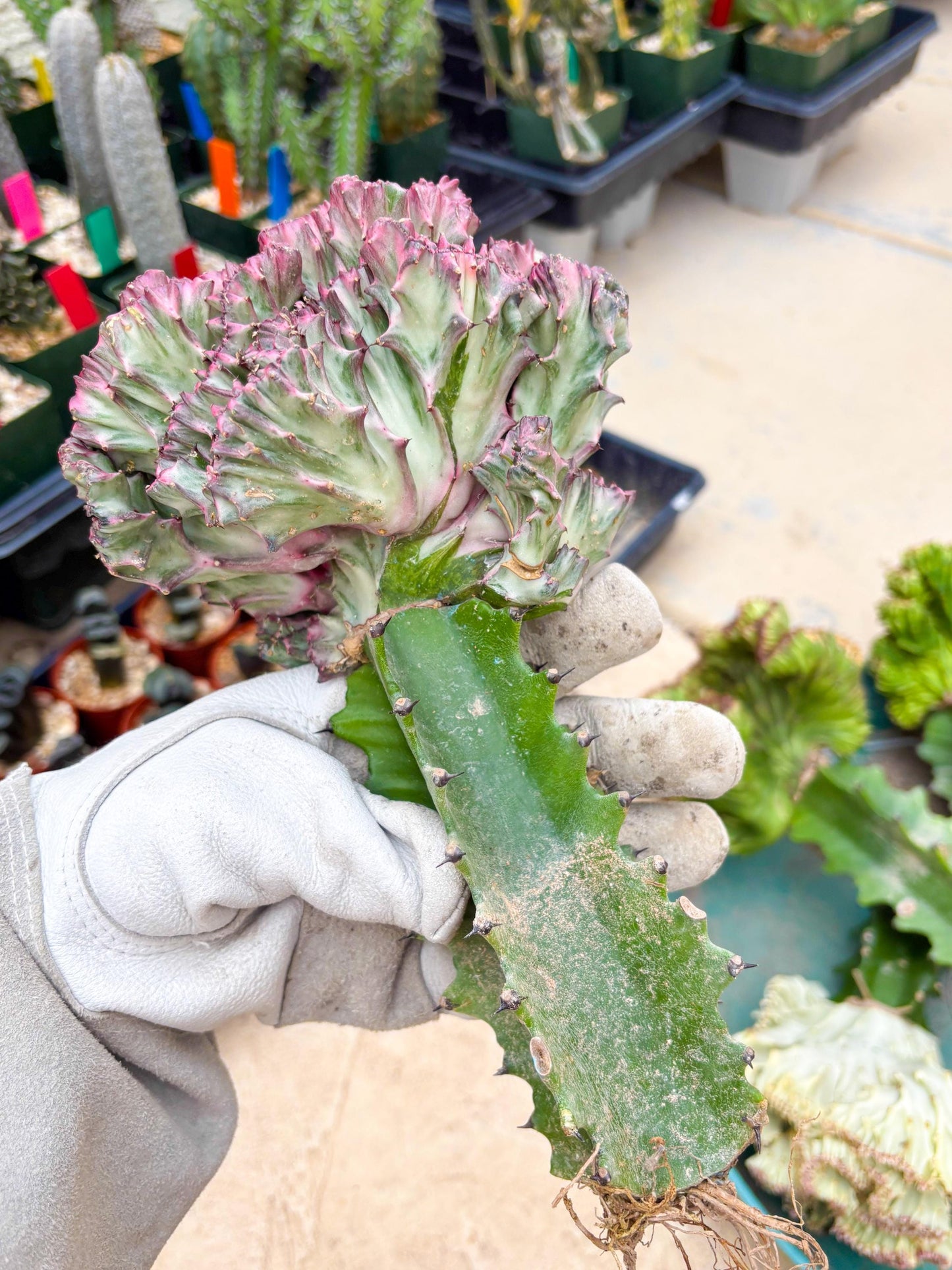 Large Lactea Crested Grafted (#1) | You get the exact Plant!!!!