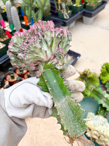 Large Lactea Crested Grafted (#1) | You get the exact Plant!!!!