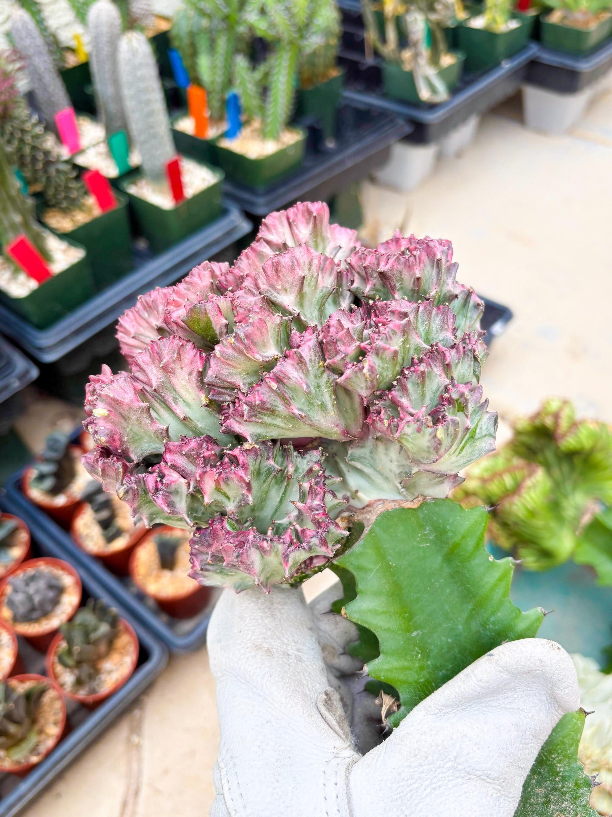 Large Lactea Crested Grafted (#1) | You get the exact Plant!!!!