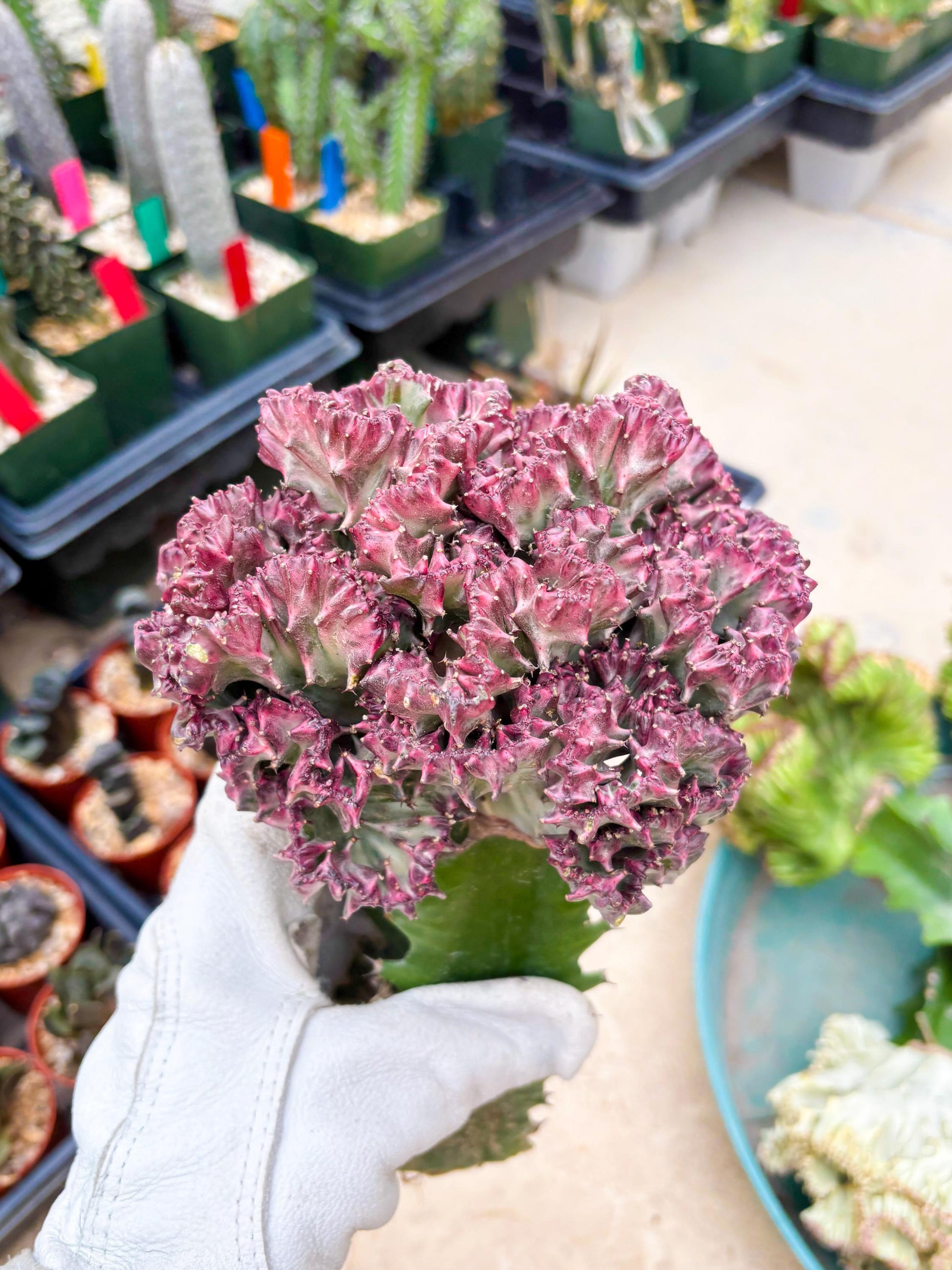 Large Lactea Crested Grafted (#1) | You get the exact Plant!!!!