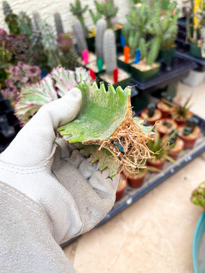 Large Lactea Crested Grafted (#2) | You get the exact Plant!!!!