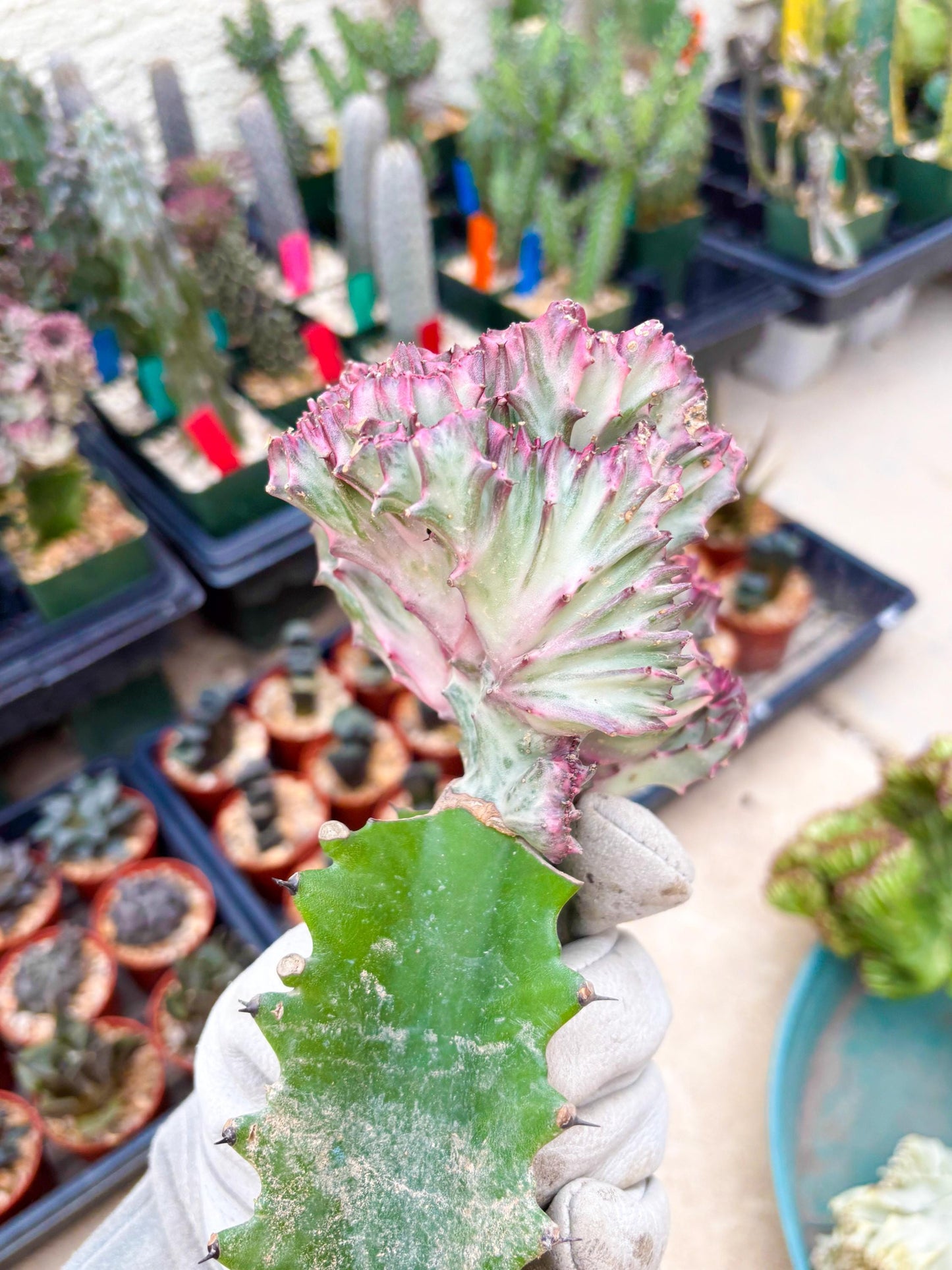 Large Lactea Crested Grafted (#2) | You get the exact Plant!!!!