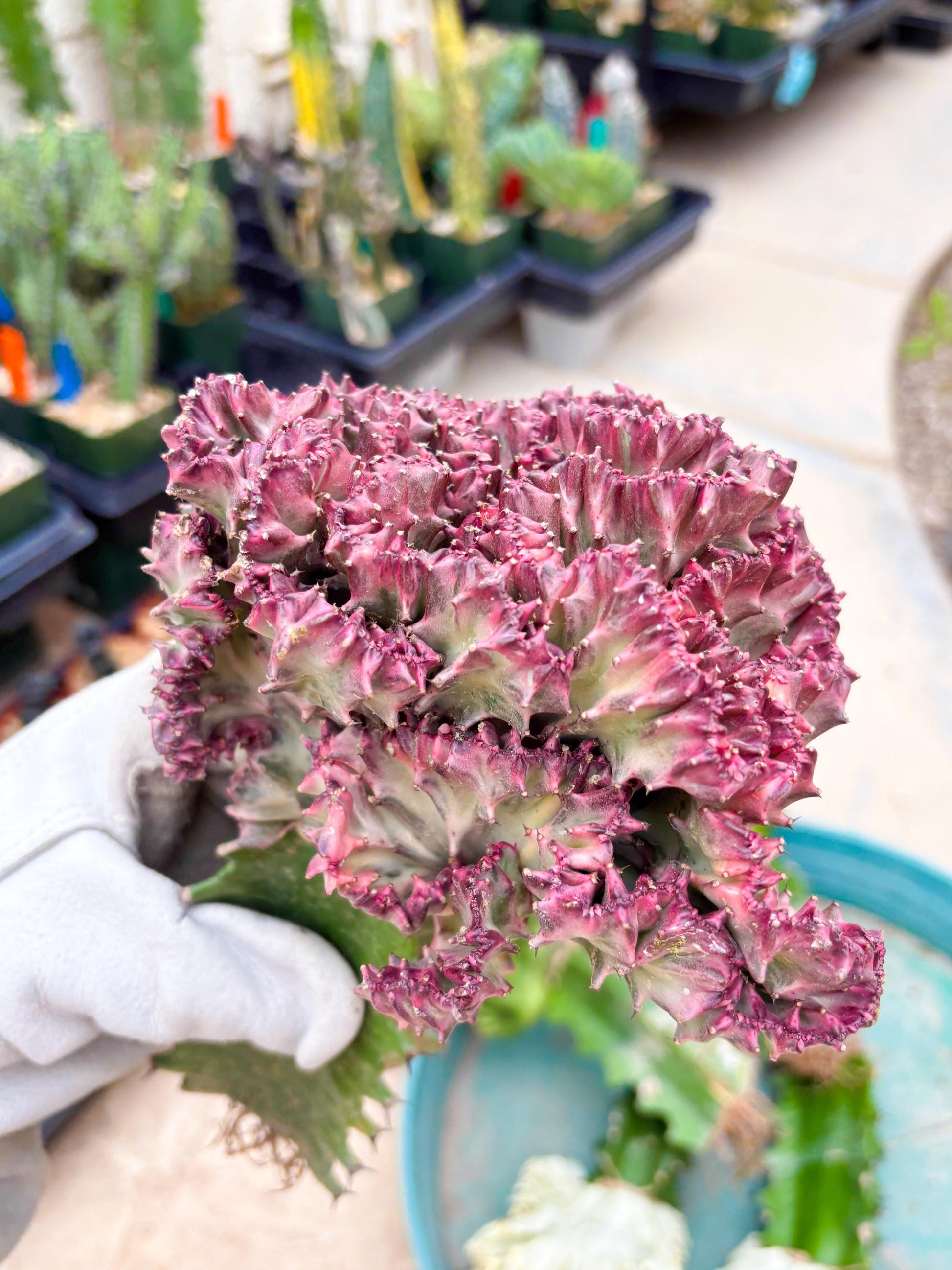 Large Lactea Crested Grafted (#2) | You get the exact Plant!!!!