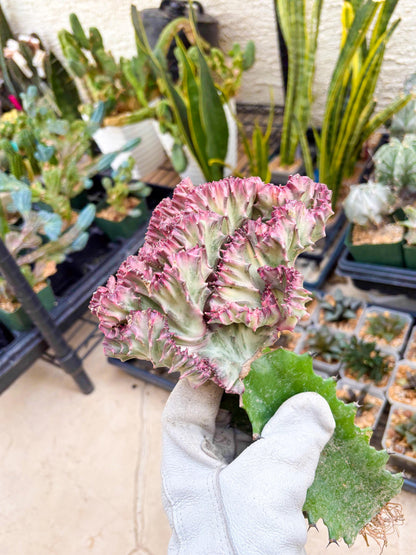 Large Lactea Crested Grafted (#2) | You get the exact Plant!!!!