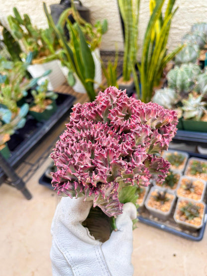 Large Lactea Crested Grafted (#2) | You get the exact Plant!!!!