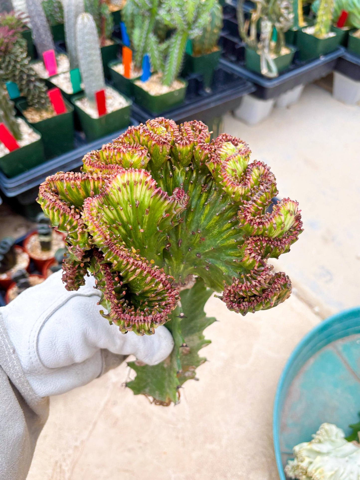 Large Lactea Crested Grafted (#3) | You get the exact Plant!!!!