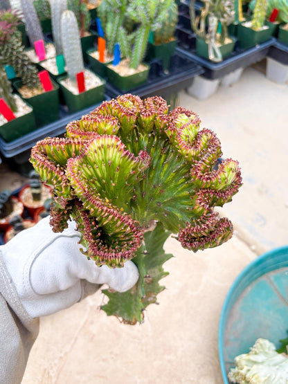 Large Lactea Crested Grafted (#3) | You get the exact Plant!!!!