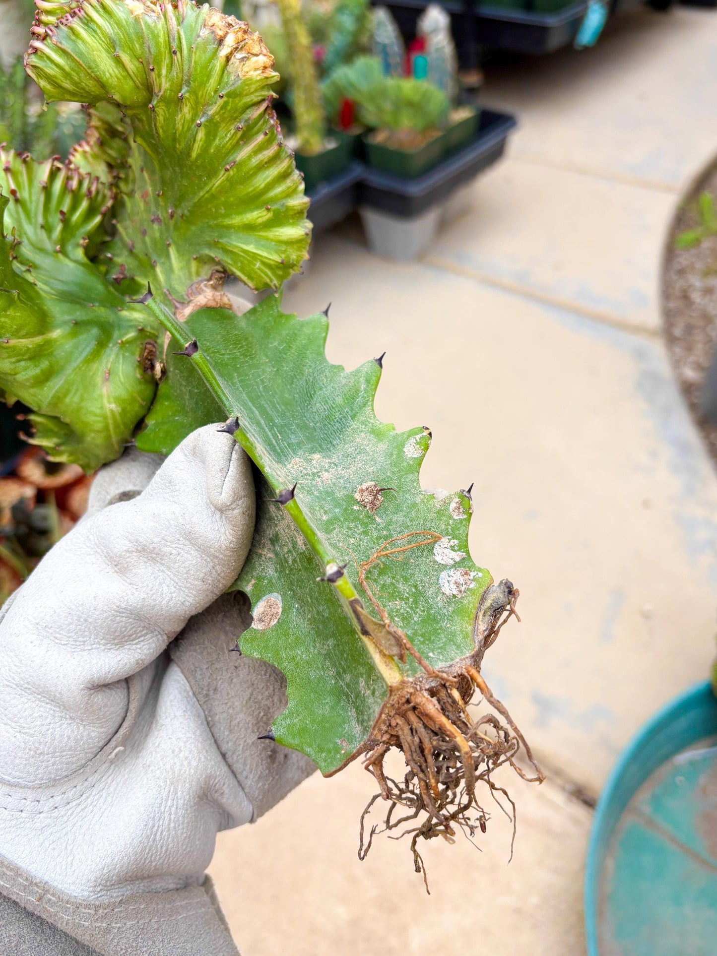 Large Lactea Crested Grafted (#3) | You get the exact Plant!!!!