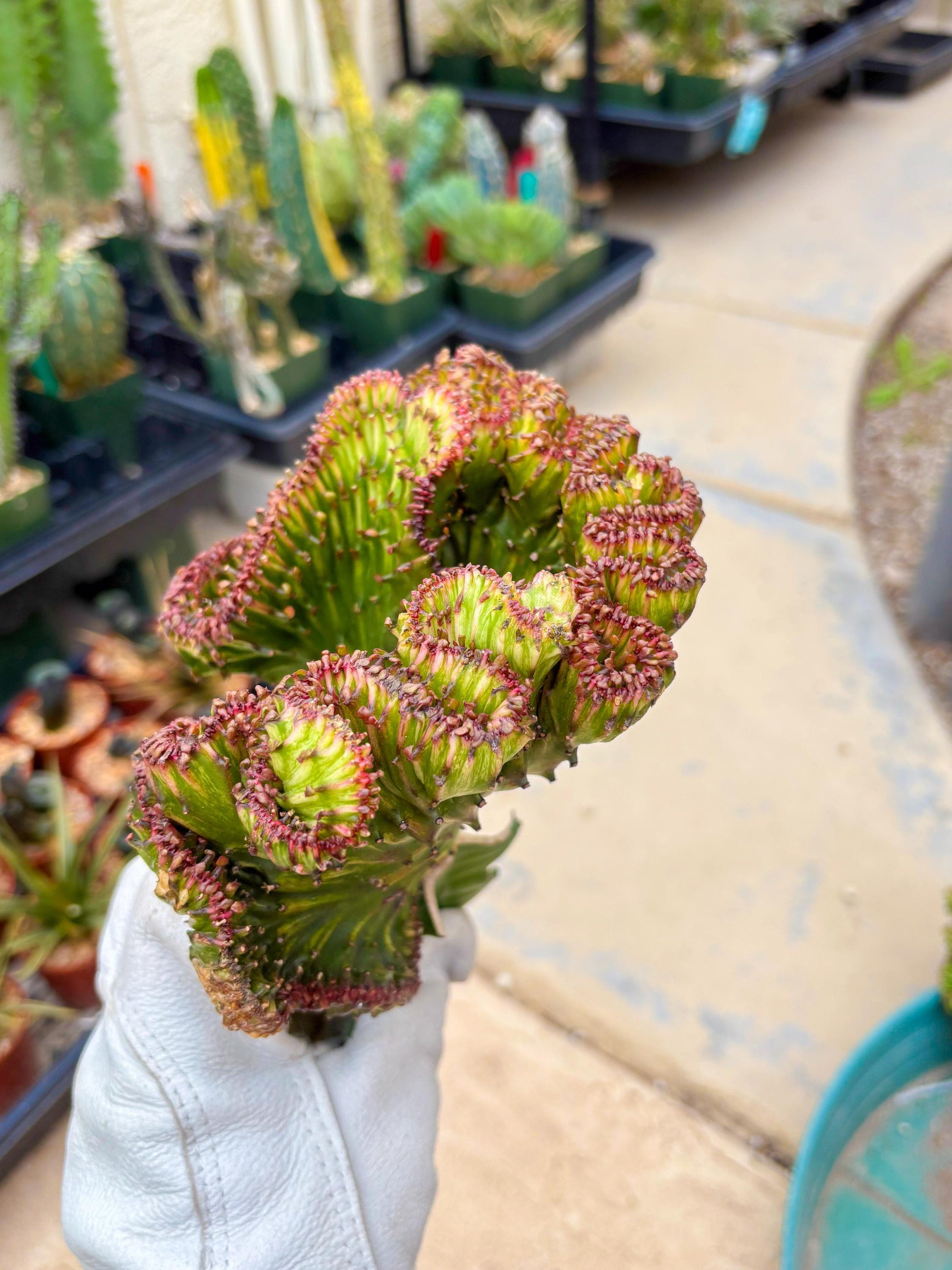 Large Lactea Crested Grafted (#3) | You get the exact Plant!!!!