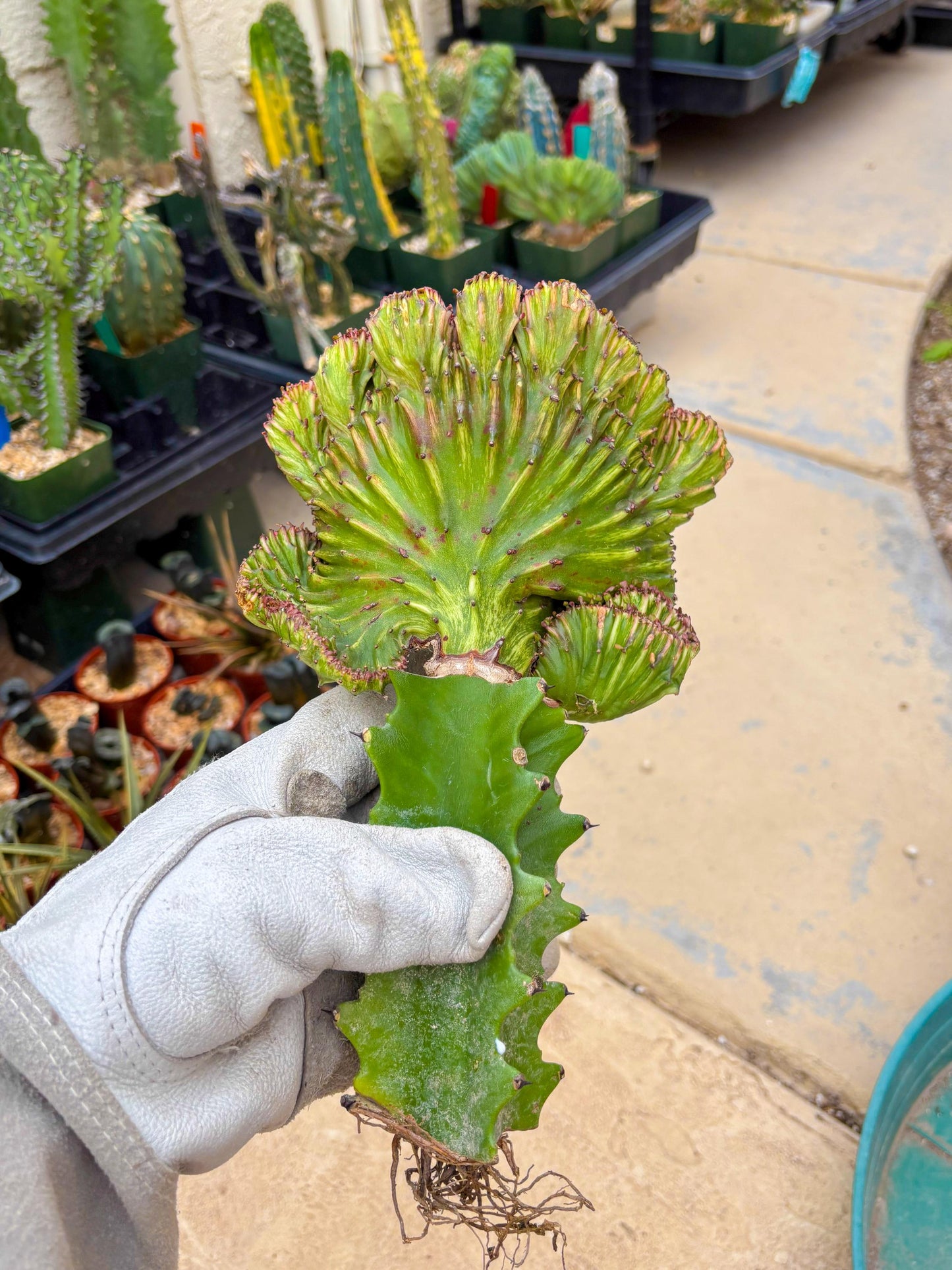Large Lactea Crested Grafted (#3) | You get the exact Plant!!!!
