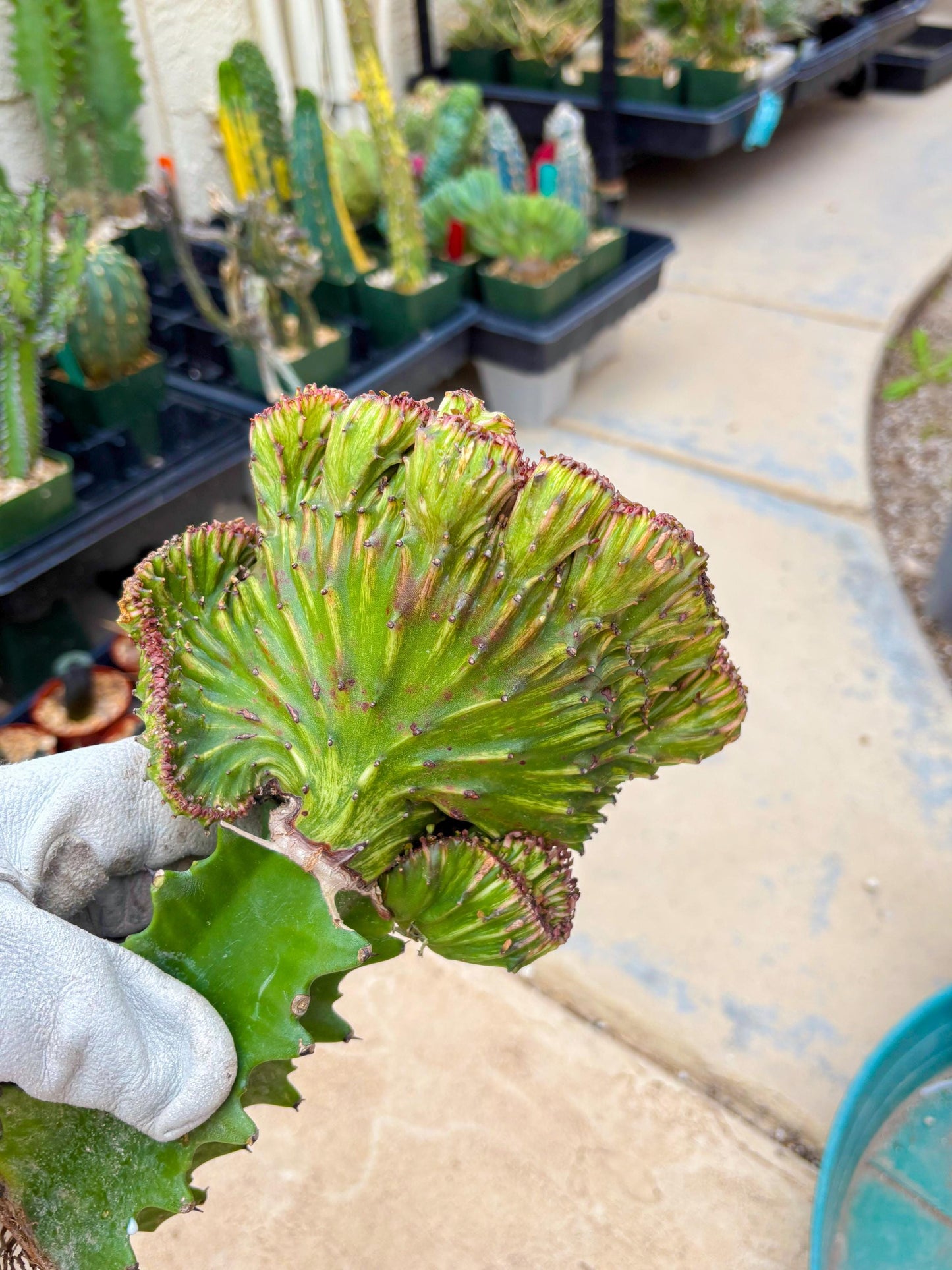 Large Lactea Crested Grafted (#3) | You get the exact Plant!!!!