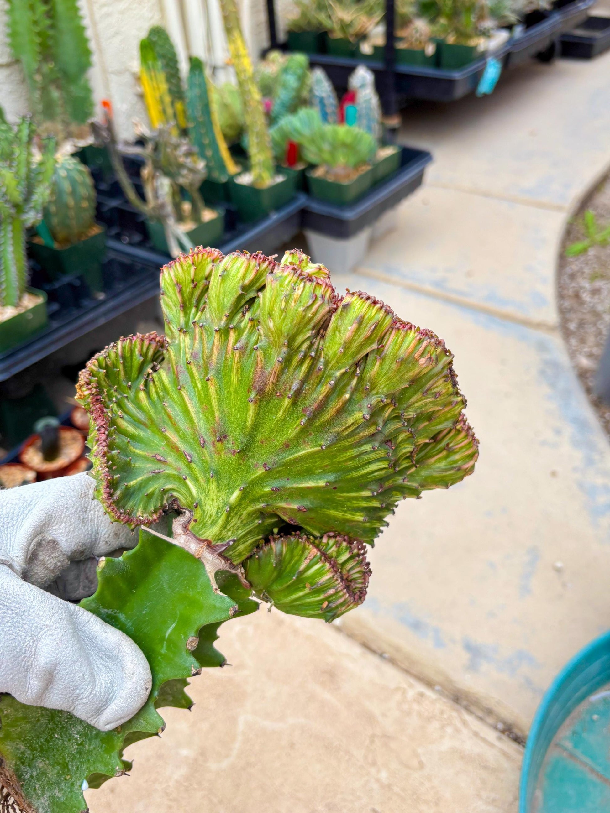 Large Lactea Crested Grafted (#3) | You get the exact Plant!!!!