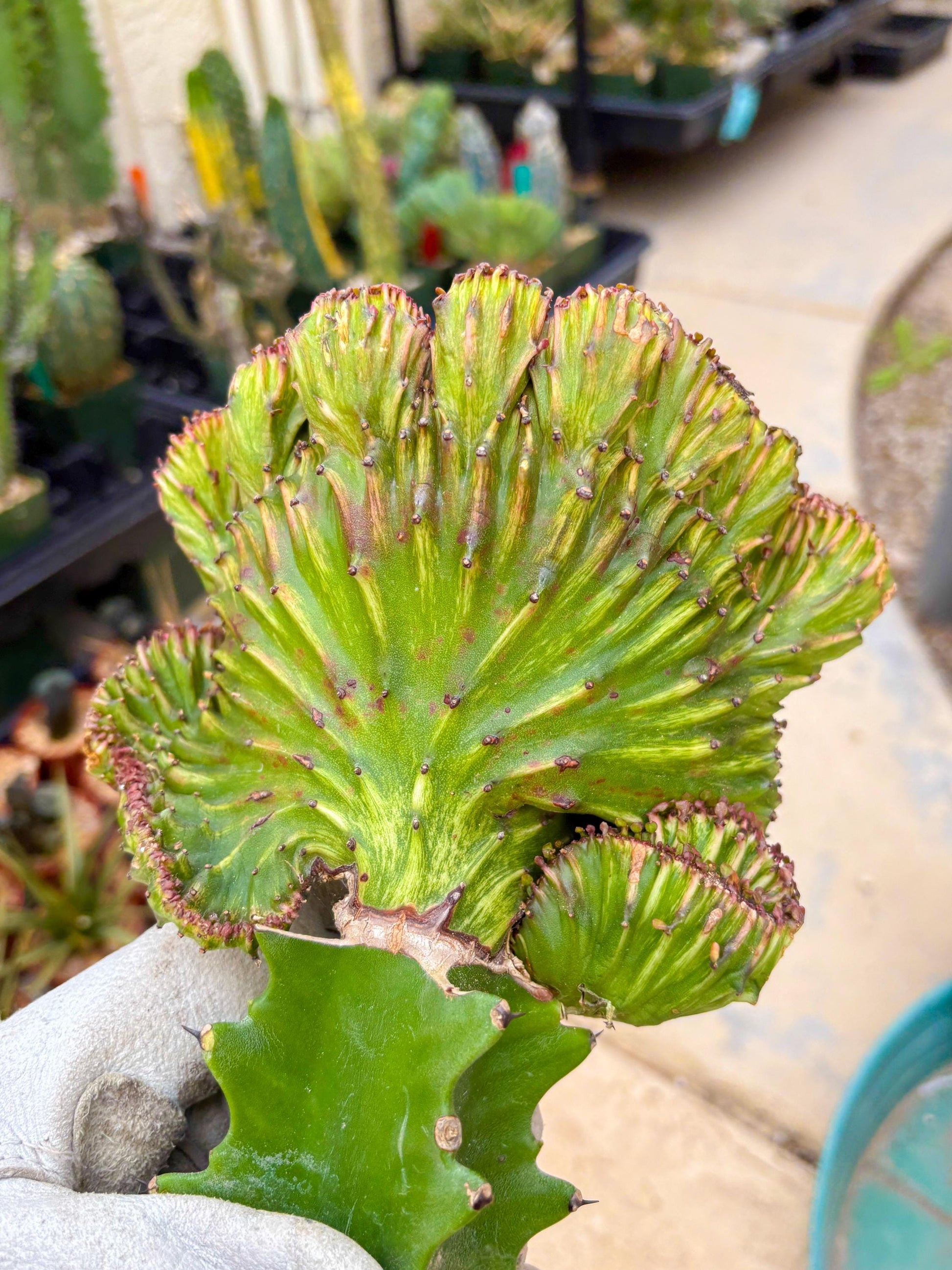 Large Lactea Crested Grafted (#3) | You get the exact Plant!!!!