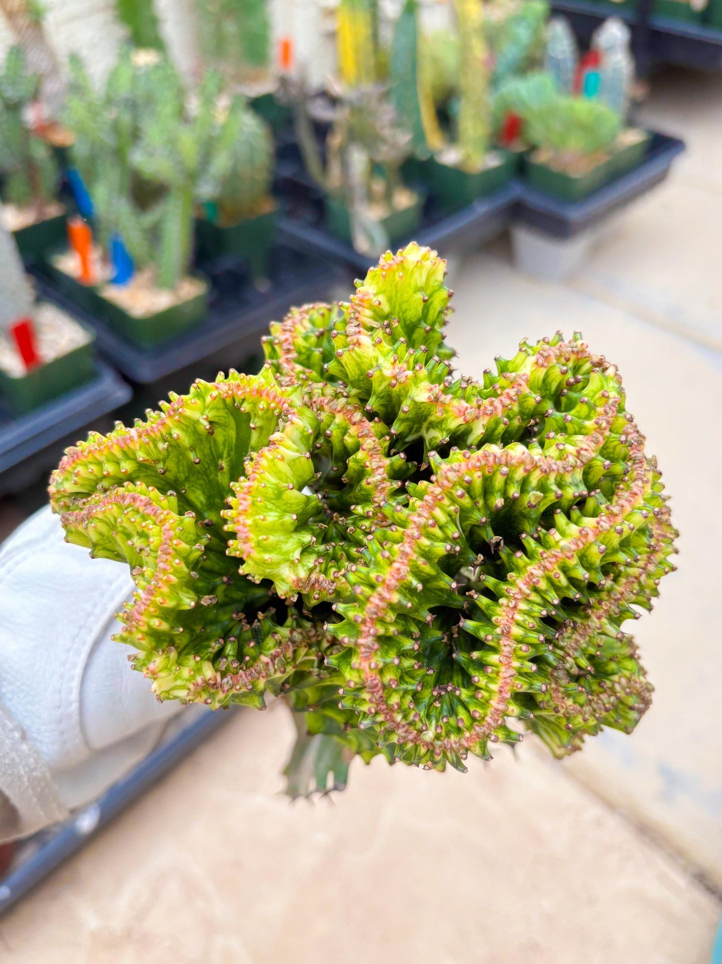 Large Lactea Crested Grafted (#4) | You get the exact Plant!!!!