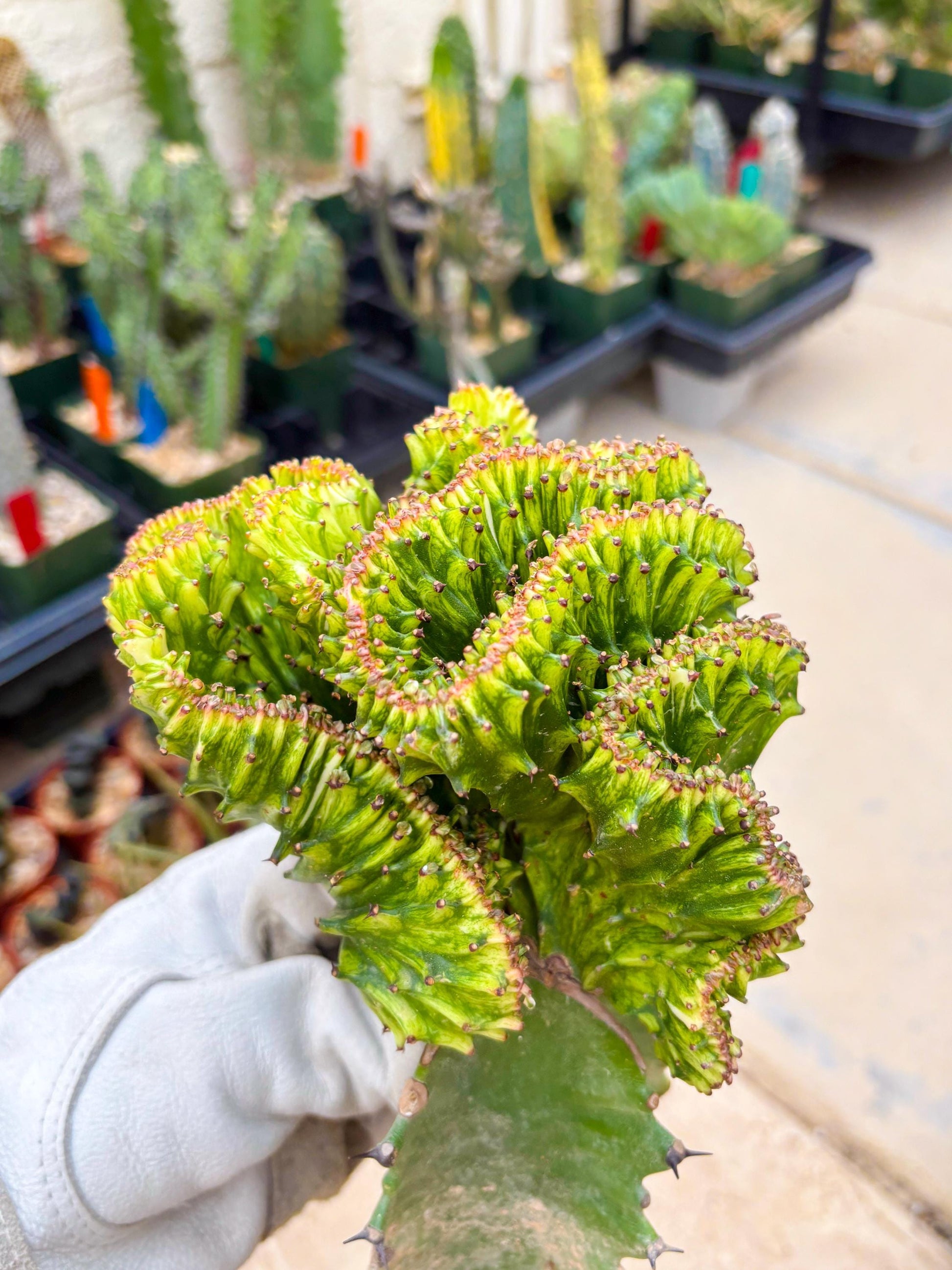 Large Lactea Crested Grafted (#4) | You get the exact Plant!!!!