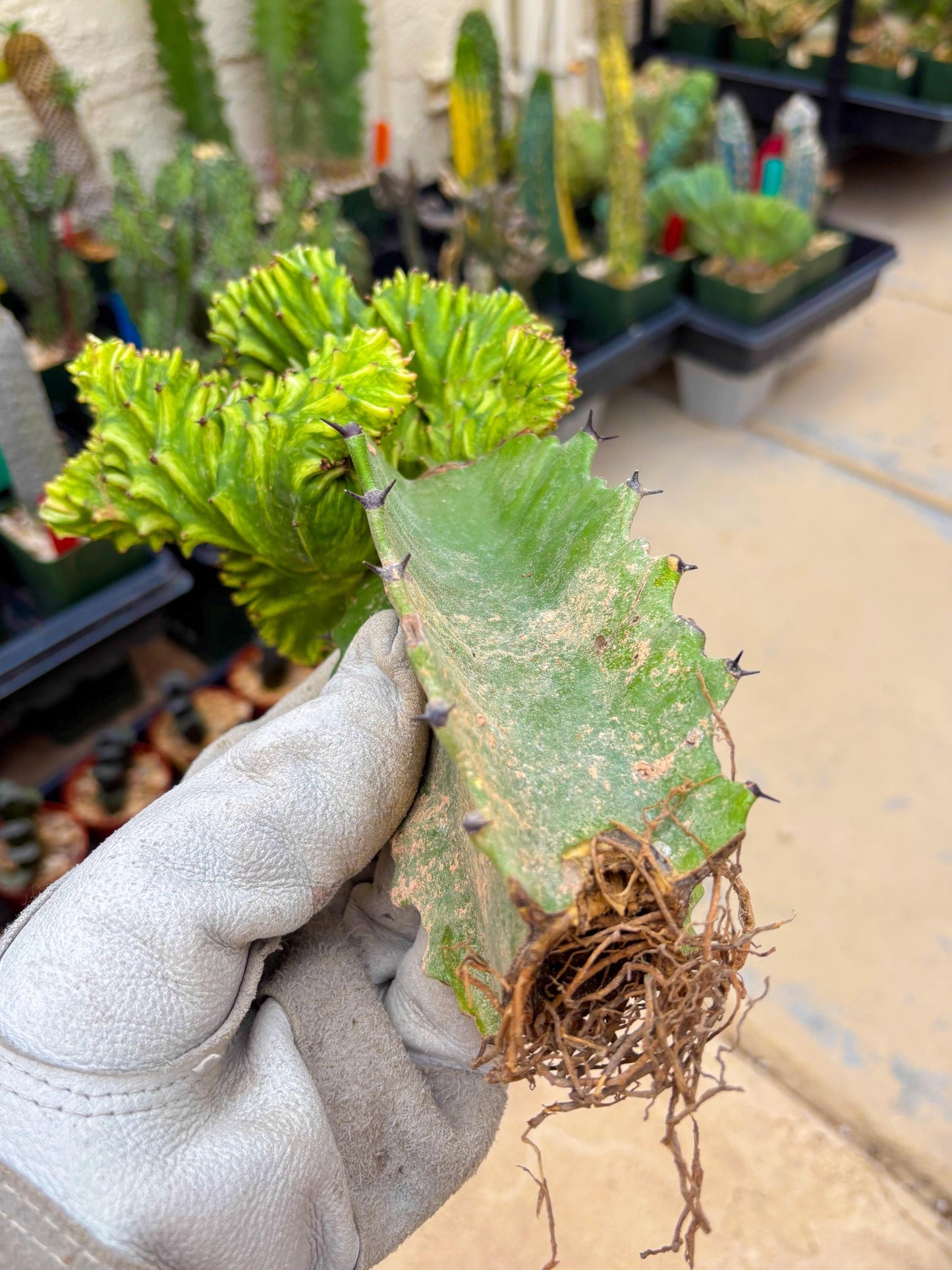 Large Lactea Crested Grafted (#4) | You get the exact Plant!!!!