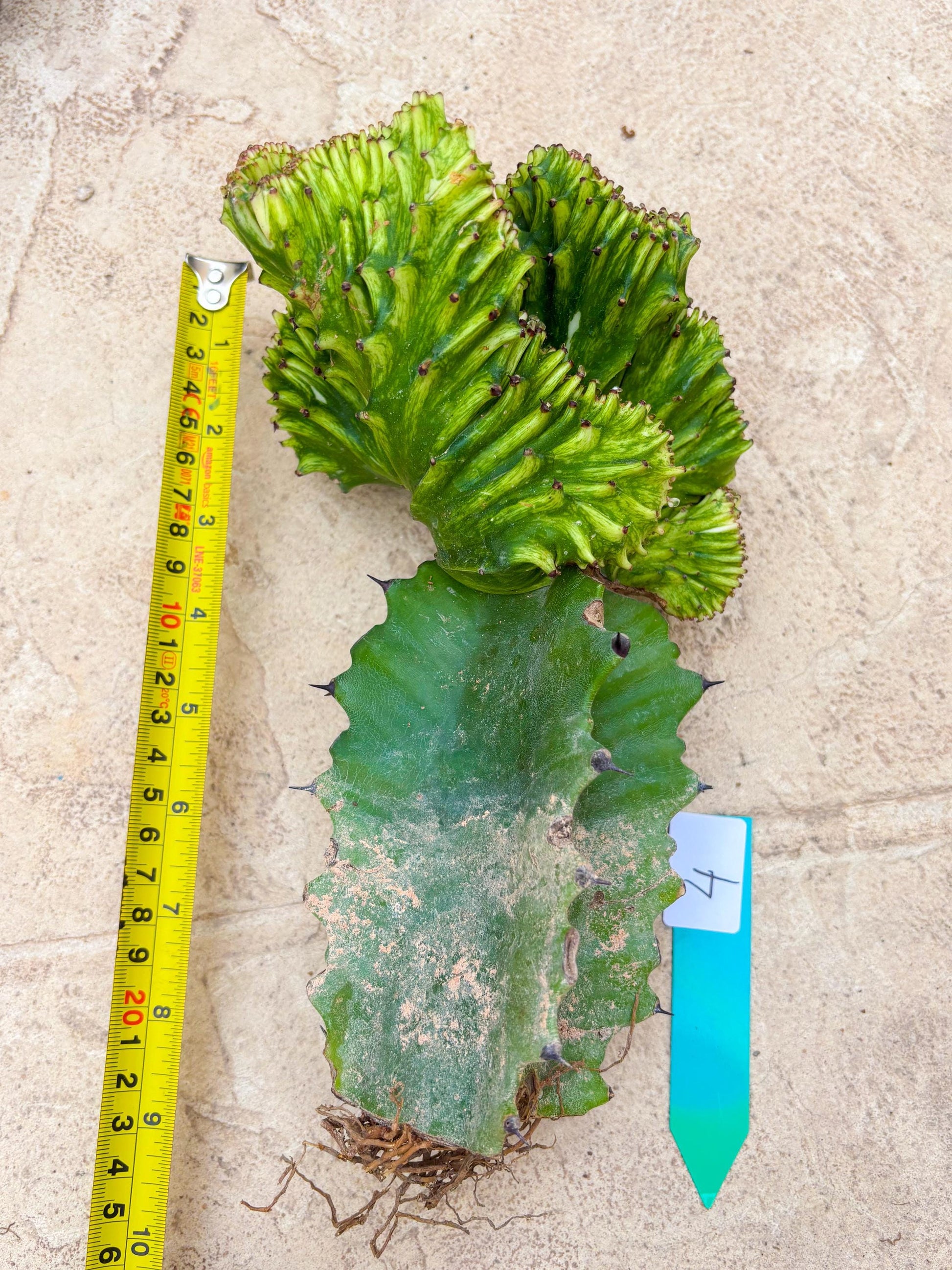 Large Lactea Crested Grafted (#4) | You get the exact Plant!!!!