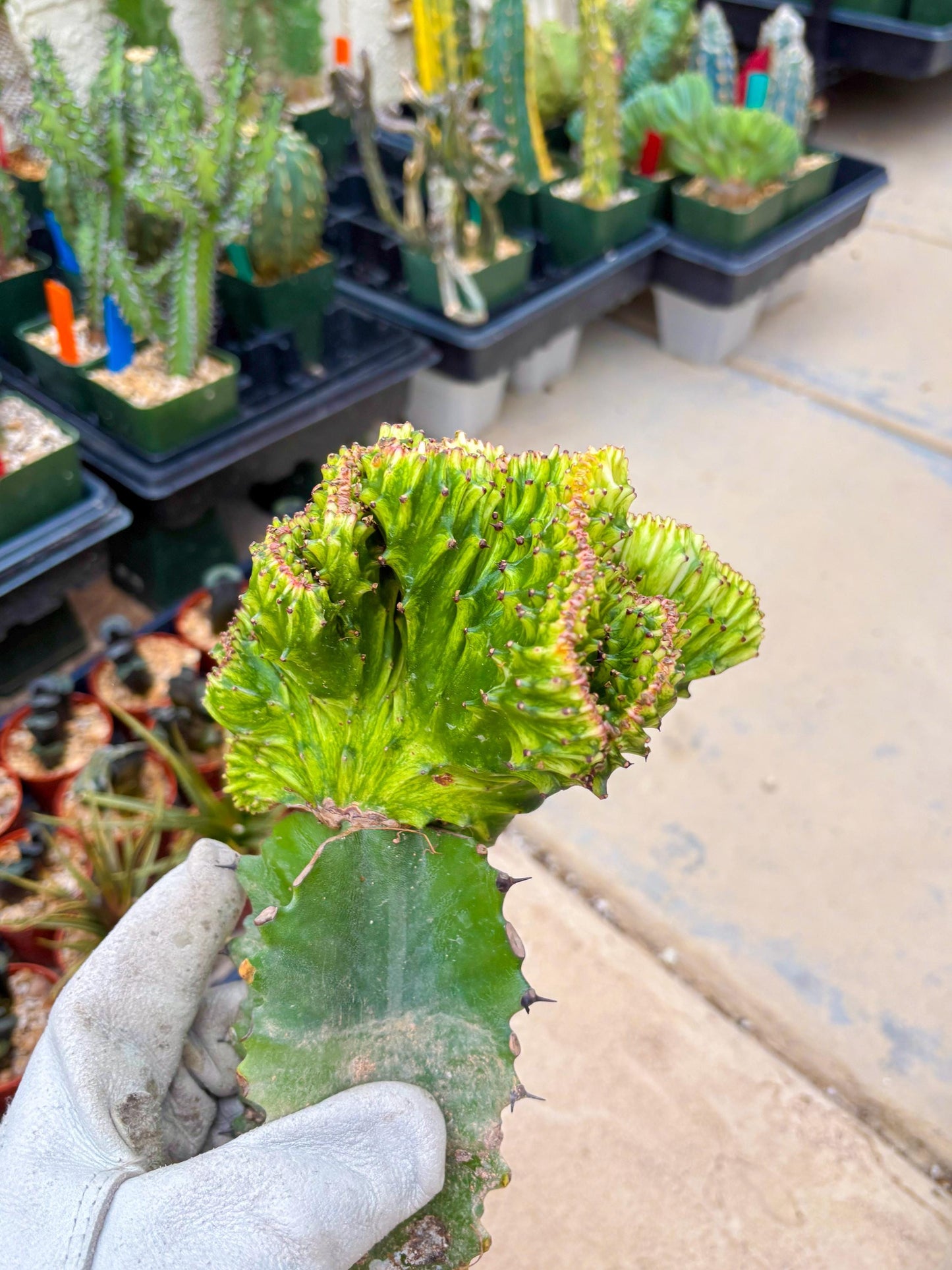Large Lactea Crested Grafted (#4) | You get the exact Plant!!!!