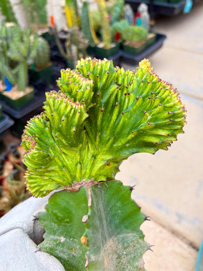 Large Lactea Crested Grafted (#4) | You get the exact Plant!!!!