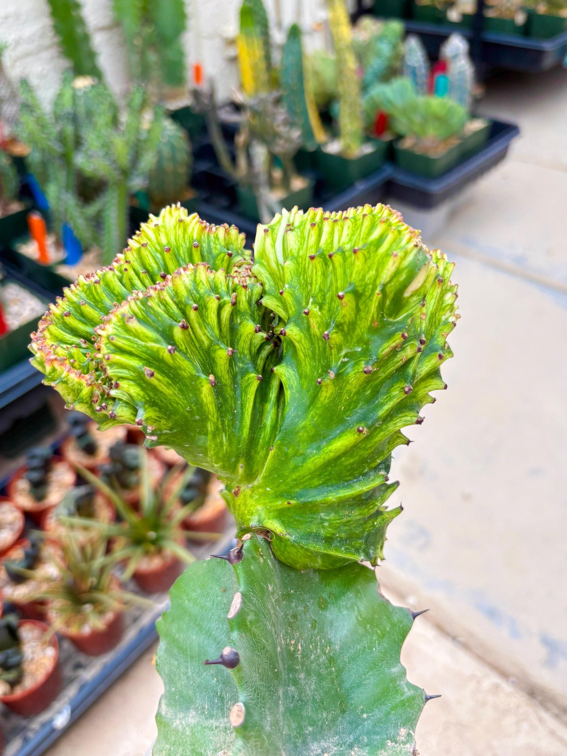 Large Lactea Crested Grafted (#4) | You get the exact Plant!!!!