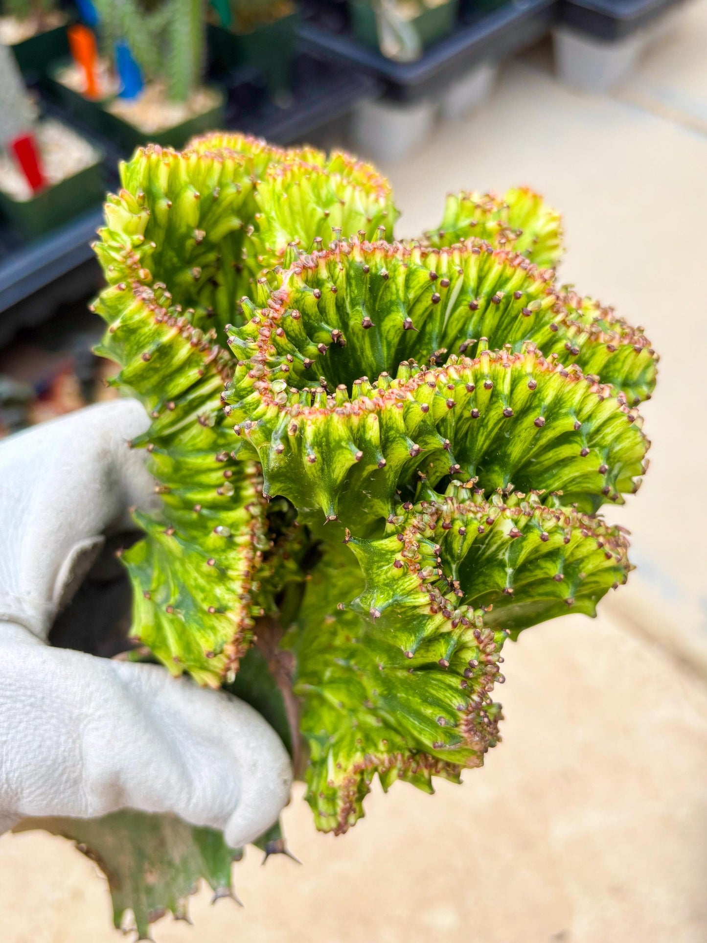 Large Lactea Crested Grafted (#4) | You get the exact Plant!!!!